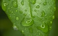 Green Leaf Rain Drop Macro