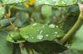 Green Leaf Rain Drop Macro
