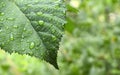 Green leaf with rain drops in the garden.Water droplets on leaves.Natural texture with minimal pattern. Royalty Free Stock Photo