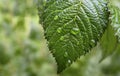 Green leaf with rain drops in the garden.Water droplets on leaves.Natural texture with minimal pattern. Royalty Free Stock Photo