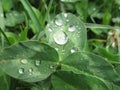 Green leaf with rain drops