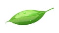 Green Leaf with Rain Drops Icon, vector design Generative AI Royalty Free Stock Photo