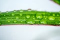 green leaf with rain drops in a macro Royalty Free Stock Photo