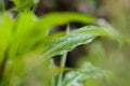 Green leaf rain