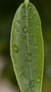 Green leaf with raindrops Close up Royalty Free Stock Photo