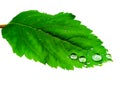 Green leaf with raindrops, closeup, isolated