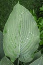 Green leaf with raindrops in a garden Royalty Free Stock Photo