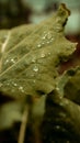 Green leaf with raindrops Royalty Free Stock Photo