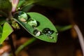 Green leaf with raindrops over blurred background Royalty Free Stock Photo