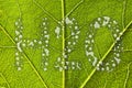 Green leaf raindrops water concept Royalty Free Stock Photo