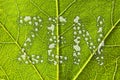 Green leaf raindrops Royalty Free Stock Photo