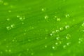 Green leaf after raining Royalty Free Stock Photo