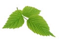 Green leaf of raspberry isolated on white Royalty Free Stock Photo