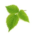 Green leaf of raspberry isolated on white Royalty Free Stock Photo