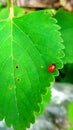 Green leaf with red beauty biological scenery