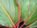 The Green Leaf with Red Edge Arranged Royalty Free Stock Photo