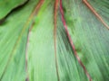 The Green Leaf with Red Edge Arranged Royalty Free Stock Photo