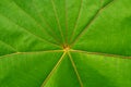 Green leaf with red line texture background