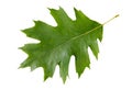 Green leaf of red oak tree