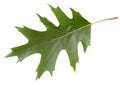 Green leaf of red oak tree isolated on white background Royalty Free Stock Photo