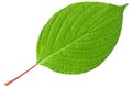 Green leaf with red stem