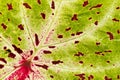 Green leaf with red structure Royalty Free Stock Photo