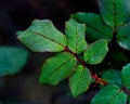 Green leaf with red veins against a soft background Royalty Free Stock Photo