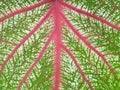 Green leaf with red veins closeup background Royalty Free Stock Photo