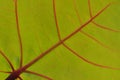 Green leaf with red veins macro Royalty Free Stock Photo