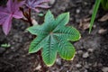 Green leaf ricinus communis on top