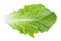 Green leaf of Romaine lettuce isolated on white Royalty Free Stock Photo