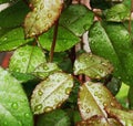 Green leaf rose with drops of dew Royalty Free Stock Photo