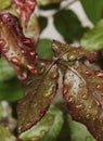 Green leaf rose with drops of dew Royalty Free Stock Photo