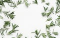 Green leaf rosemary on white background. flat lay, top view. Royalty Free Stock Photo