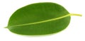 Green leaf of Rubber plant