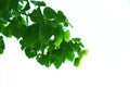 Green leaf of sacred fig tree style and shape on white background. Royalty Free Stock Photo