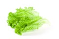 Green leaf salad isolated