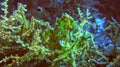 Green Leaf scorpionfish in the tropical reef. Close-up of the venomous Leaf Scorpion fish. A green Taenianotus triacanthus on a