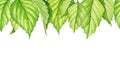 Green leaf seamless border. Watercolor illustration. Birch leaves seamless border. Green lush vegetation element. White
