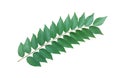 green leaf set Consists of cassia leaves, neem leaves and gooseberry leaves isolated on a white background.