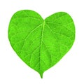 Green leaf in shape of heart Royalty Free Stock Photo