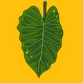 Green leaf in shape of heart on yellow background, square vector illustration of philodendron
