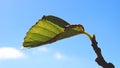 Green leaf shoot on a tree branch against a blue sky Royalty Free Stock Photo