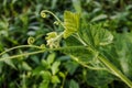 Green leaf shoots of a pumpkin plant (Cucurbita pepo)