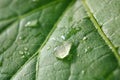 green leaf shot in macro. The leaf shows veins and drops of water