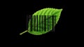 Green leaf showing barcode representing responsible sourcing on transparent background Royalty Free Stock Photo