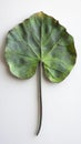 Green Leaf Shows Intricate Veins and Stem on White Background, Botanical Study Royalty Free Stock Photo