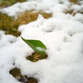 Green leaf and shrinking snowpack Royalty Free Stock Photo