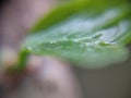 Leaf background defocused close-up Royalty Free Stock Photo