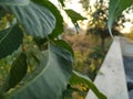 Green leaf side focus view at evening time